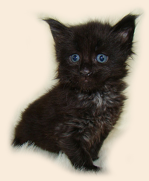     Catsvill County!   !    !       !!!    Catsvill County +7-926-544-74-09     .   ,   ,   ,    ,   ,  ,     ,   -,    ,   !